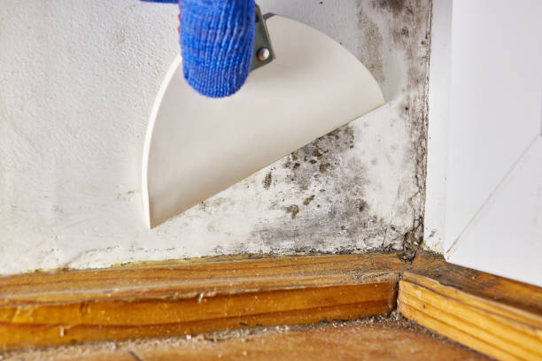 Professional Mold Removal in Hudson, CO
